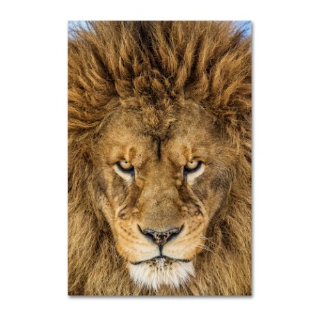 Mike Centioli 'Serious Lion' Canvas Art,16x24